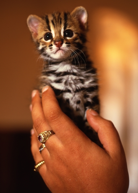 Sarez Zeus (90% Wild Blood F1 Male)
	- 24<SUP>th</SUP> April 2003